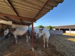 YEGUADA DE CABALLOS PURA RAZA ESPAÑOLA 